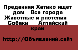 Преданная Хатико ищет дом - Все города Животные и растения » Собаки   . Алтайский край